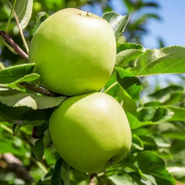 Granny Smith almafa